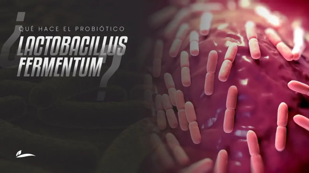 lactobacilllus
