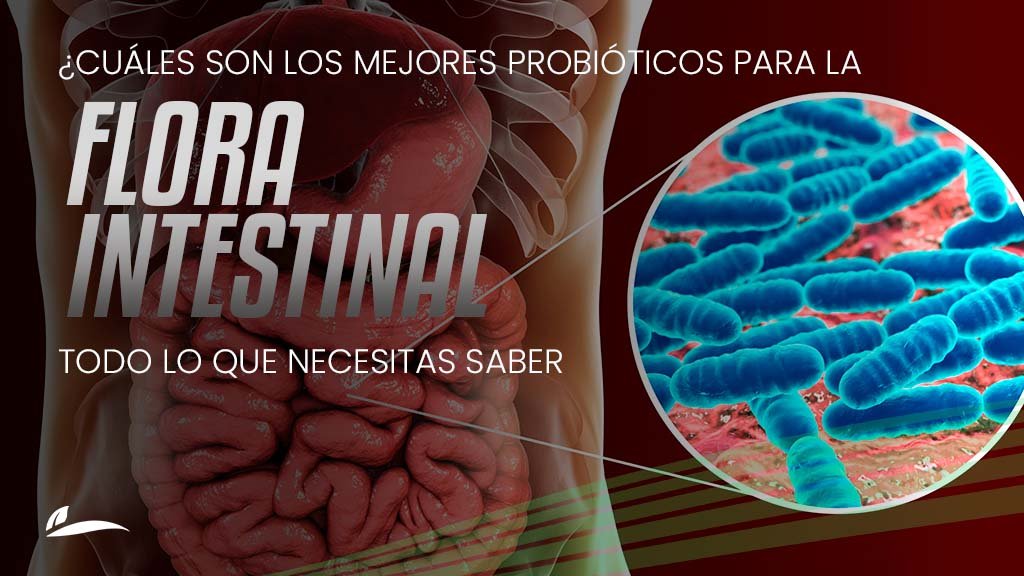 Banner Blog ¿Cuáles son los mejores probióticos para la flora intestinal? Todo lo que necesitas saber